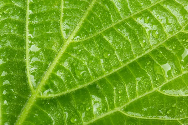 Folha verde bonita com gotas de água perto — Fotografia de Stock