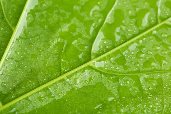 Beautiful green leaf with water drops close up — Stock Photo, Image