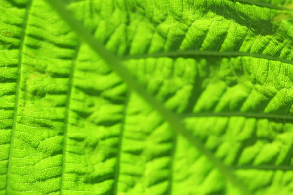 Närbild på färska gröna blad med vener — Stockfoto