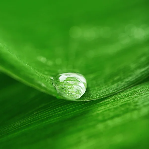 Gros plan de la feuille verte avec des gouttes — Photo