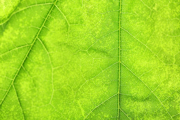 Close up of fresh green leaf with veins — Stock Photo, Image