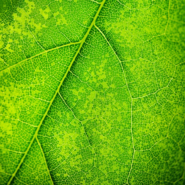 Close up of fresh green leaf with veins — Stock Photo, Image