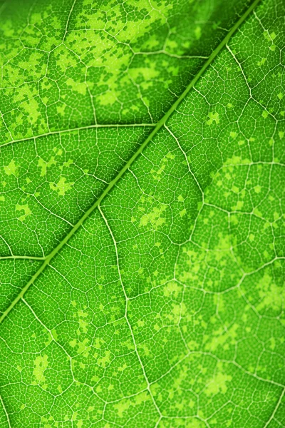 Крупним планом свіжий зелений лист з венами — стокове фото