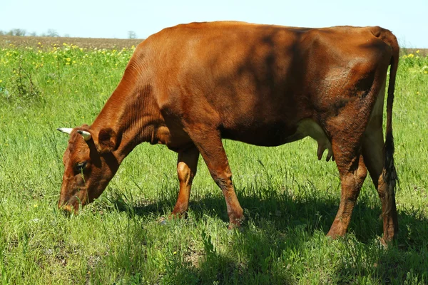 Wybieg zwierząt gospodarskich w trawnik — Zdjęcie stockowe