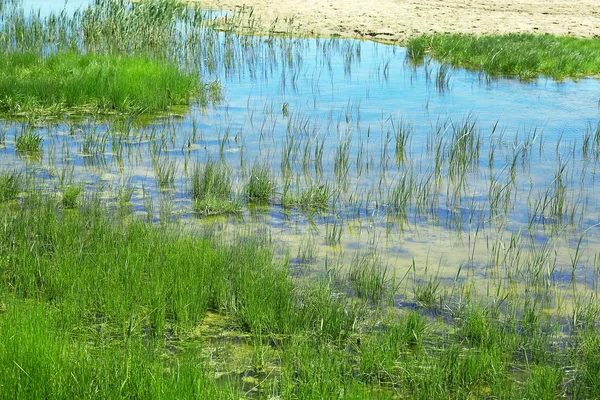 Pond with grass as background — Stock Photo, Image