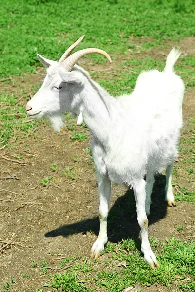 Paddock white goat on lawn background — Stock Photo, Image