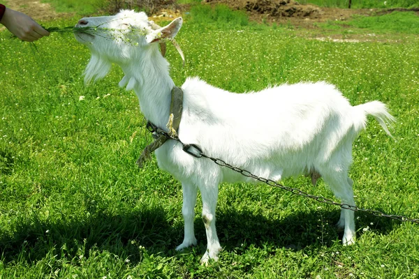 Paddock white goat on lawn background — Stock Photo, Image