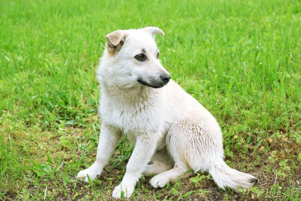 Bílý pes pozadí zelené trávy — Stock fotografie