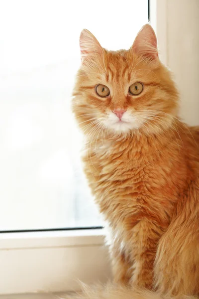 Red cat on windowsill background — Stock Photo, Image