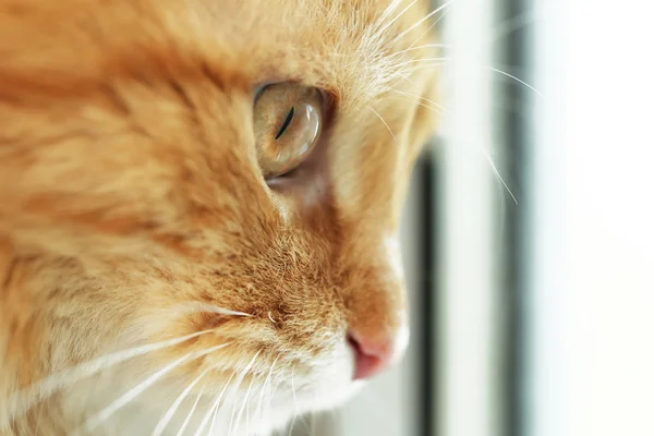 Red cat looking through window, closeup — Stock Photo, Image