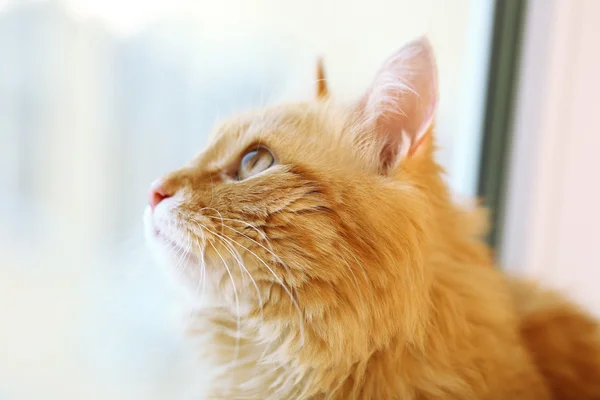 Rote Katze schaut durch Fenster, Nahaufnahme — Stockfoto