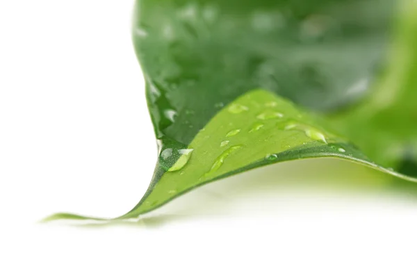 Hoja verde con gotitas aisladas en blanco — Foto de Stock