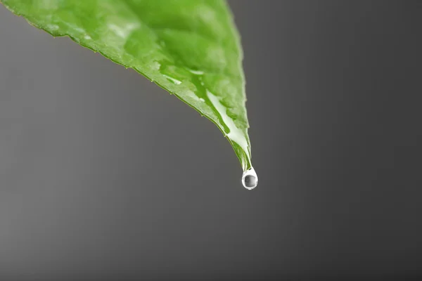 Hoja verde con gotitas — Foto de Stock