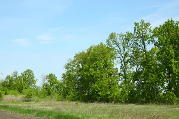 Champ et arbres verts sur fond de ciel bleu — Photo