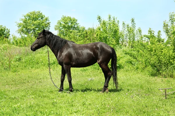 Hermoso caballo oscuro pastando sobre el fondo de hierba verde —  Fotos de Stock
