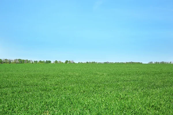 Green field over blue sky background — Stock Photo, Image