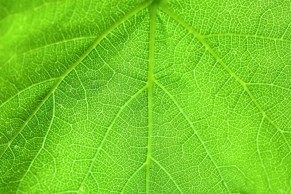 Hoja verde fresca, de cerca — Foto de Stock