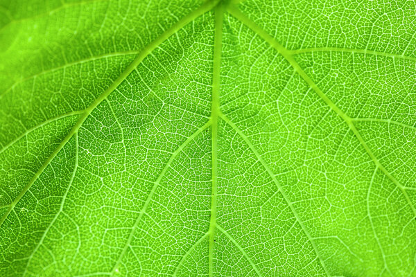 Fresh green leaf, close up