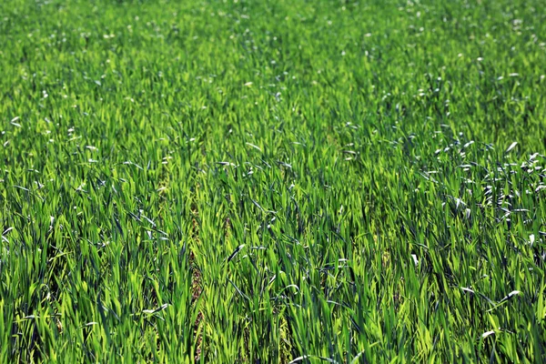 Grünes Frühlingsfeld — Stockfoto