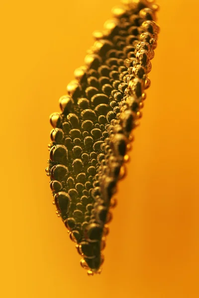 Hoja en agua con burbujas de cerca — Foto de Stock