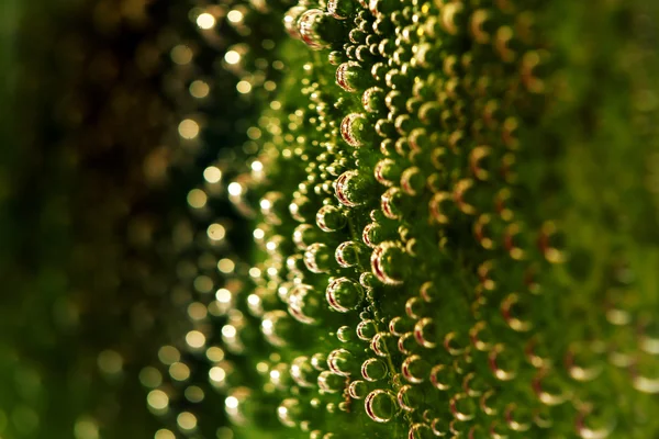 Blad i vatten med bubblor på nära håll — Stockfoto