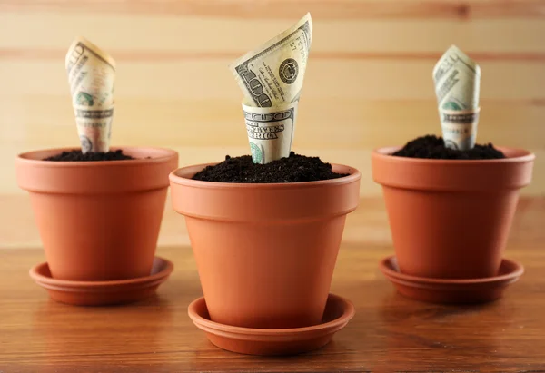 Growing money in flowerpots on wooden background — Stock Photo, Image