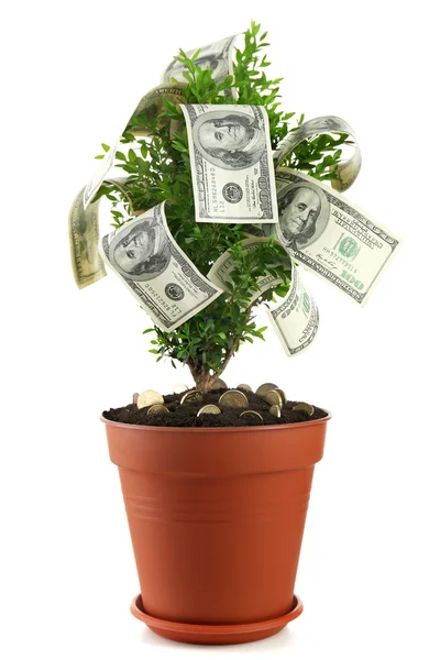 Dekorativní strom v hrnci s penězi izolovaných na bílém — Stock fotografie