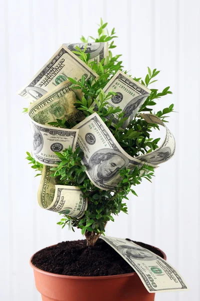 Dekorativní strom v hrnci s penězi na dřevěné pozadí — Stock fotografie