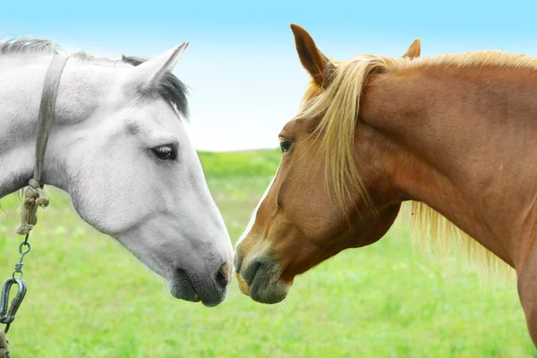 Deux beaux chevaux broutant sur la prairie — Photo
