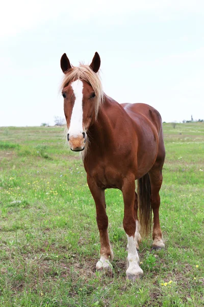 Vackra bruna häst som betar på ängen — Stockfoto