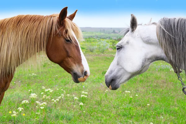 Dwa piękne konie pasące się na łące — Zdjęcie stockowe