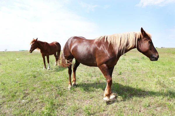 Zwei schöne Pferde grasen auf der Weide — Stockfoto