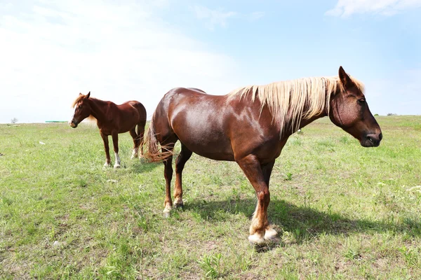 Two beautiful horses grazing on meadow — Stock Photo, Image