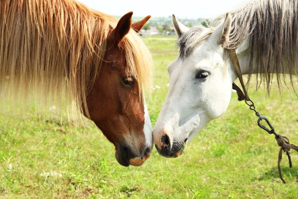 Két szép ló a réten Közelkép — Stock Fotó
