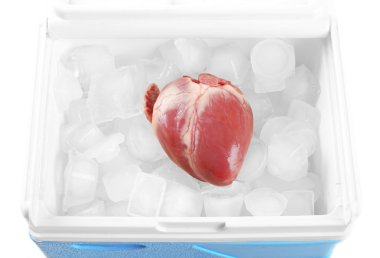 Kalp organ buzdolabı