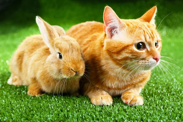 Red cat and rabbit on green grass background — Stock Photo, Image