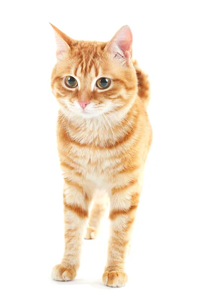 Retrato de gato rojo aislado sobre blanco — Foto de Stock