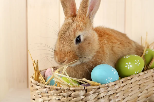 Carino coniglio rosso con uova di Pasqua su scaffale su sfondo parete di legno — Foto Stock