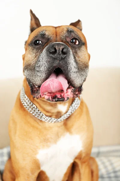 Lindo perro sentado en el sofá, en el fondo interior de casa — Foto de Stock