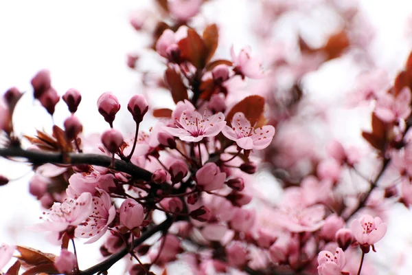 Blommande träd kvistar med rosa blommor — Stockfoto