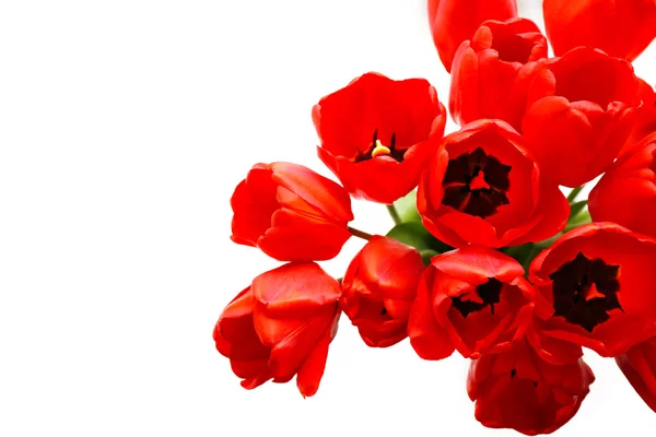 Buquê de tulipas frescas — Fotografia de Stock