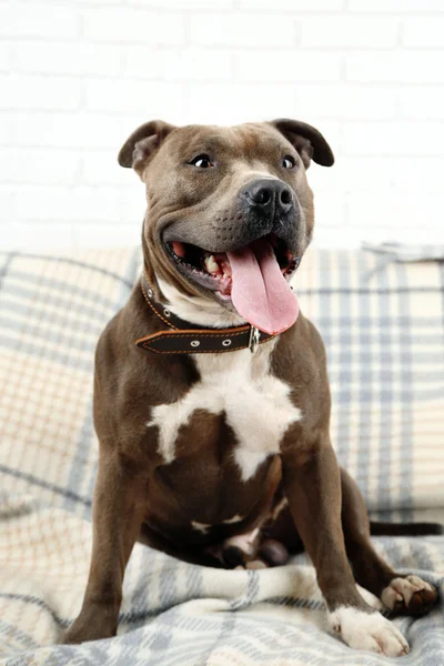 Cute dog sitting on sofa — Stock Photo, Image