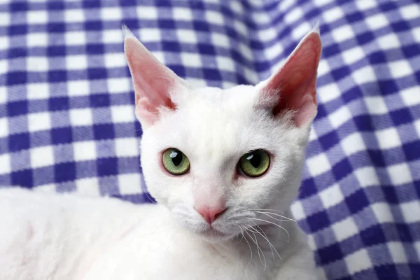 Vacker vit katt på Pläd — Stockfoto