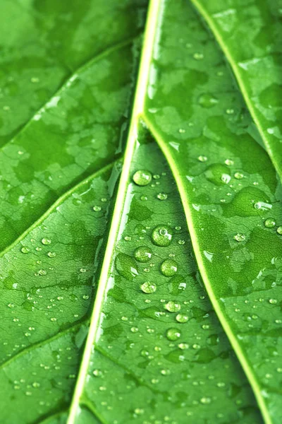 Πράσινο φύλλο με νερό πέφτει κοντά επάνω — Φωτογραφία Αρχείου