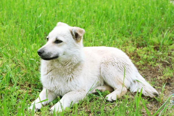 Weißer streunender Hund über Gras — Stockfoto