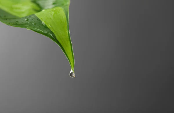 Green leaf with droplets — Stock Photo, Image