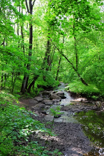 Río sobre bosque arbolado — Foto de Stock