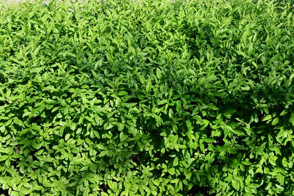 Зеленый куст в качестве фона — стоковое фото