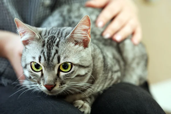 고양이를 안고 있는 여성 — 스톡 사진