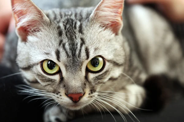 Красивий кіт крупним планом — стокове фото